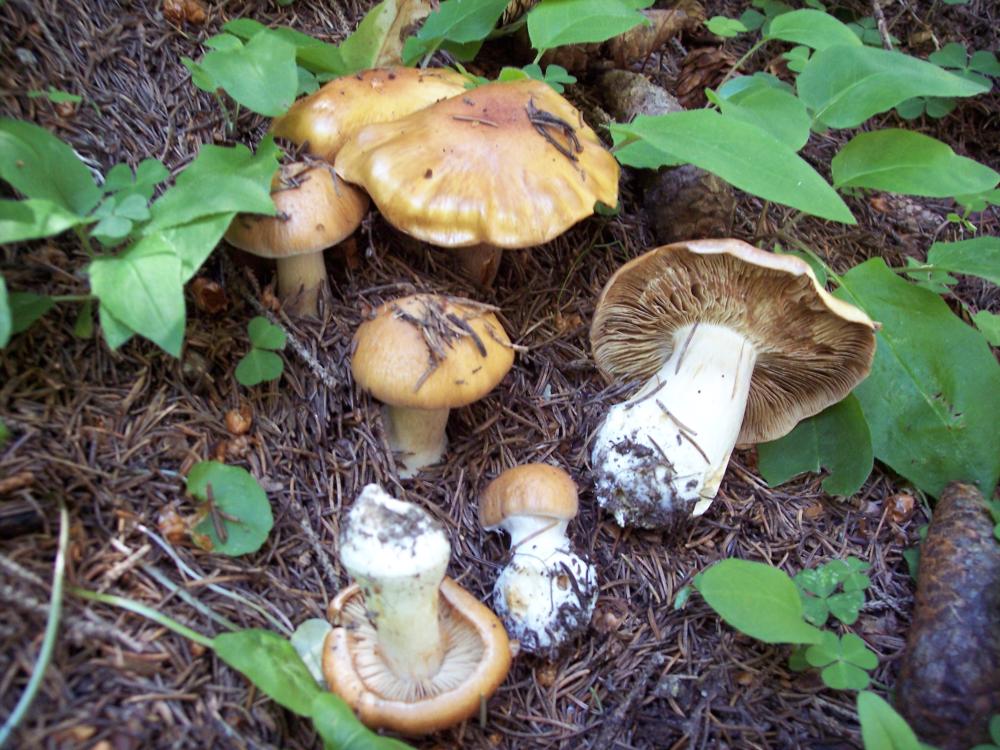 Finalmente funghi in valle (aosta)